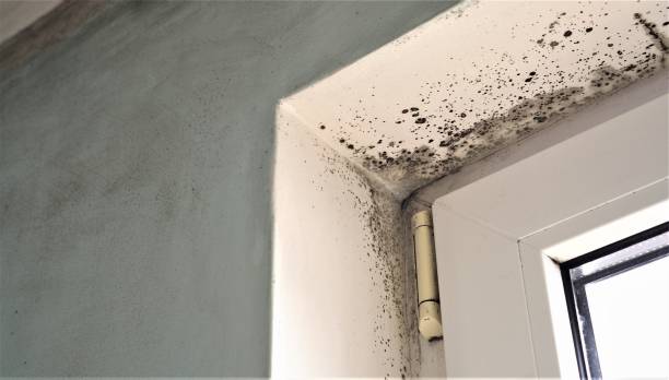 Best Basement Mold Removal  in Port Oconnor, TX