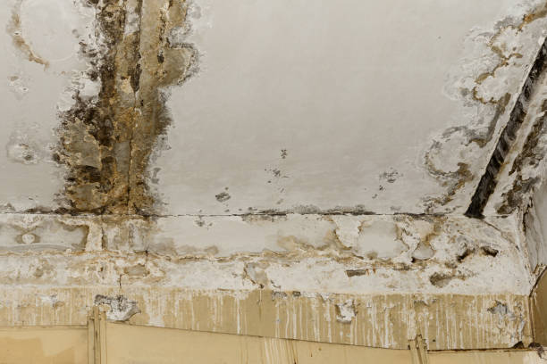 Best Mold Remediation for Healthcare Facilities  in Port Oconnor, TX