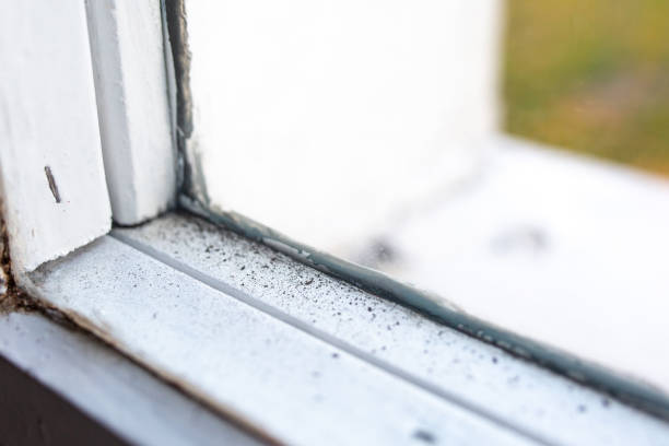 Best Commercial Mold Inspection  in Port Oconnor, TX