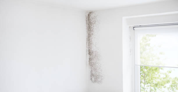 Best Mold Removal for HVAC Installations  in Port Oconnor, TX