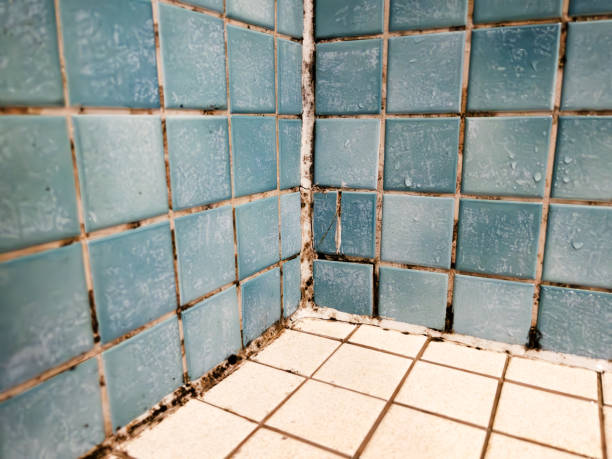 Best Airborne Mold Testing  in Port Oconnor, TX