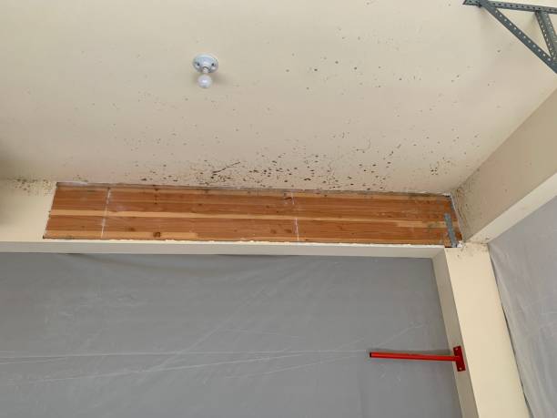 Best Mold Odor Removal Services  in Port Oconnor, TX