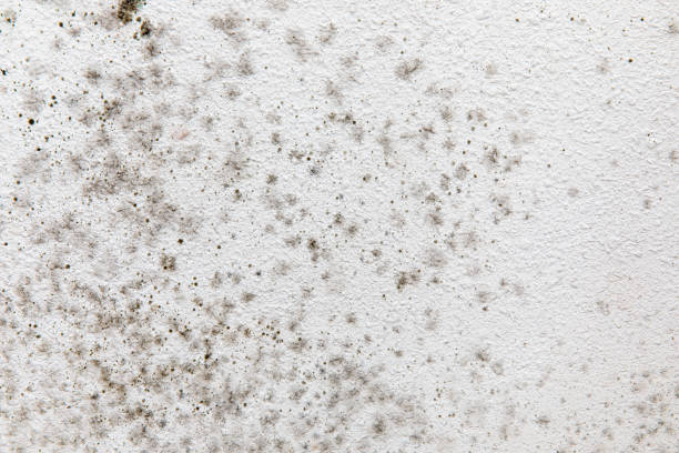 Best Environmental Consulting for Mold Prevention  in Port Oconnor, TX