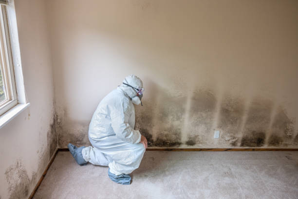 Best Black Mold Removal  in Port Oconnor, TX