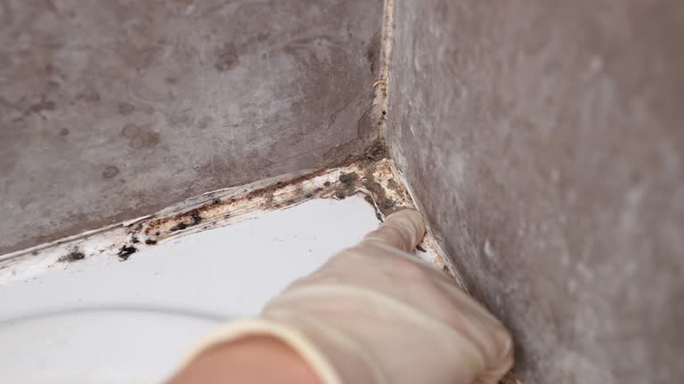 Best Water Damage & Mold Remediation  in Port Oconnor, TX