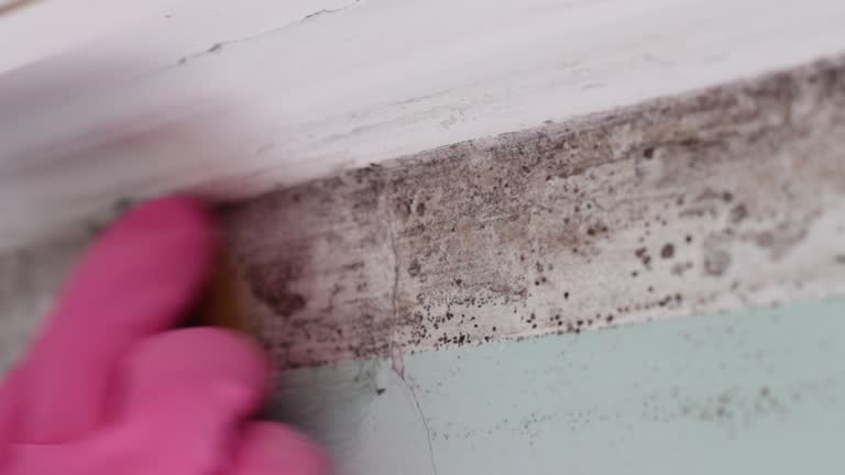 Best Water Damage & Mold Remediation  in Port Oconnor, TX